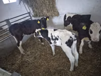 Cow, Russian Black pied cattle — photo 3