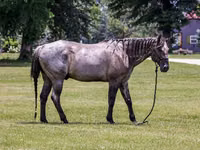 Farasi dume, Quarter Horse — picha 3