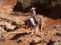Horse (M), Pinto horses — photo 2
