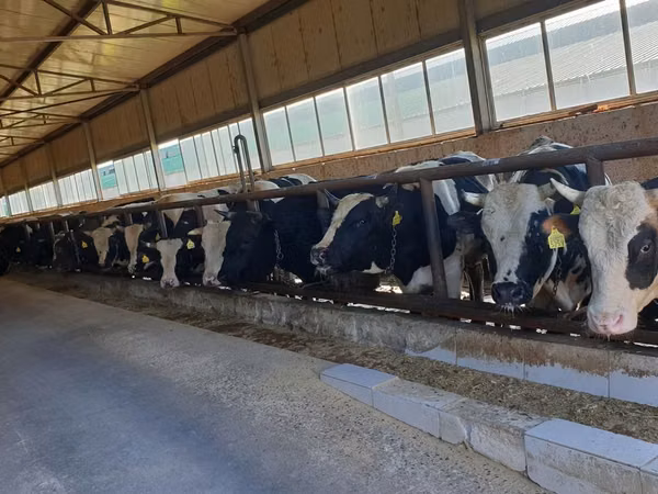 公牛, Russian Black pied cattle