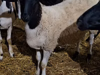 Dume la kondoo, Dorper sheep — picha 3