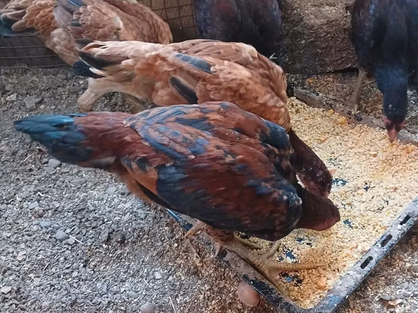 Chickens