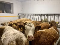 गाय, Simmental cattle — फ़ोटो 2