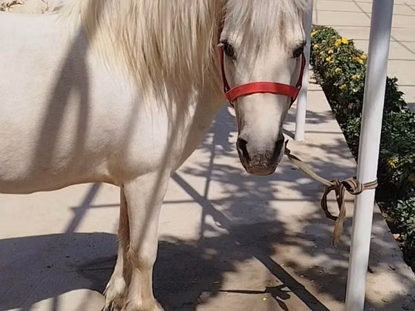 Horse (M), Shetland Pony