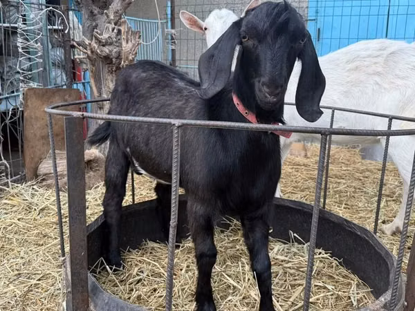 Mbuzi jike, Beetal goats