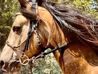 Farasi dume, Missouri foxtrotter — picha 3