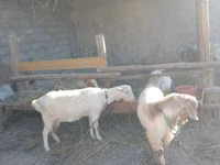 عنزة, Alpine goat — الصورة 4
