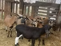 Carnero, Cameroon sheep — foto 1
