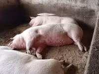 Säue, Schweine — Foto 2