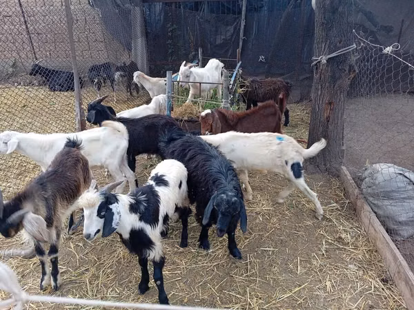 تيس, Pomellata goat