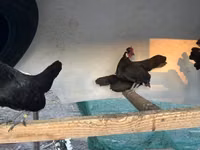 Chickens — फ़ोटो 2