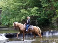 Farasi dume, Palomino — picha 6