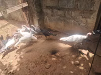 Turkeys — photo 2