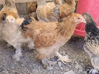 Brahma — photo 3