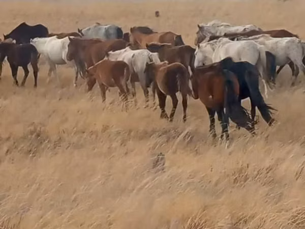 Horse (M), Horses