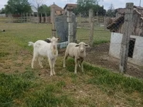 公羊, Merino sheep