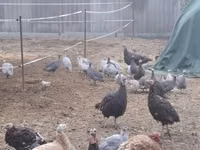 Guinea fowl — 照片 3