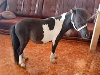 حصان, Falabella — الصورة 4