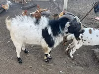 公山羊, Nigerian dwarf goats — 照片 2