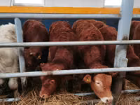 Ng'ombe (kikundi, jinsia haijatajwa), Ng'ombe wa Limousin — picha 3