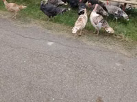 Turkeys — foto 5