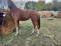 Yegua, Dutch warmblood horse — foto 5