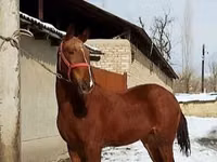 Hengst, Karabair horse — Foto 4