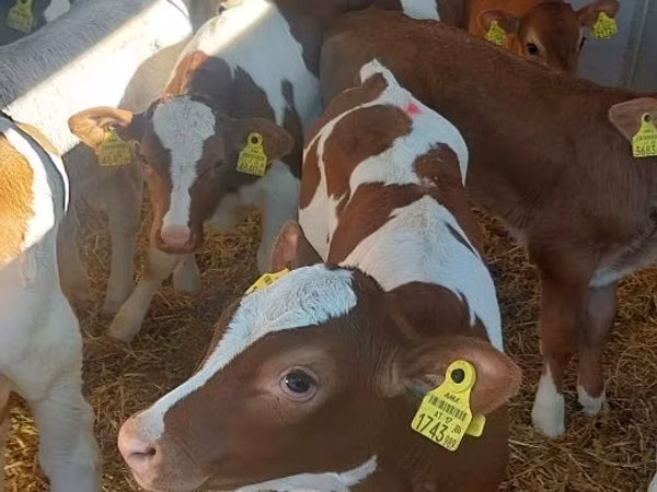 Bull, Simmental cattle
