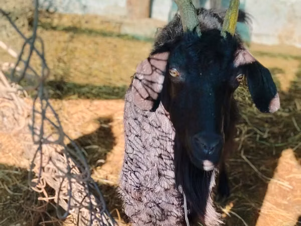 Ziegenbock, Ziegen