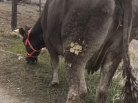 Ng'ombe jike, Ala-Tau breed — picha 4