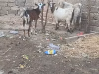 تيس, الماعز — الصورة 1