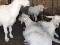 बकरी, Saanen goat — फ़ोटो 3