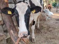 Kuh, Holstein-Rasse — Foto 2