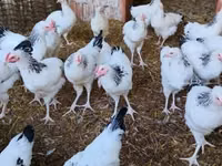萨塞克斯 — 照片 3