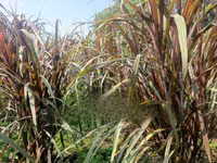 Australian Red Napier Fodder for Livestock - 20 Cuttings — 照片 3