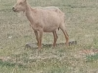 公山羊, Alpine goat — 照片 1