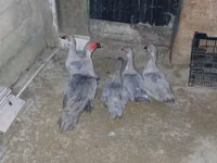 Domestic Muscovy — photo 2