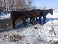 Caballo, Yakutian horse — foto 2