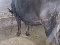 Ng'ombe jike, Ala-Tau breed — picha 2