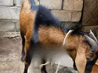 बकरियाँ (लॉट, लिंग निर्दिष्ट नहीं), Red Sokoto goat — फ़ोटो 3