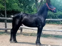 Farasi jike, Friesian — picha 4
