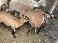 Kondoo jike, Cameroon sheep — picha 3