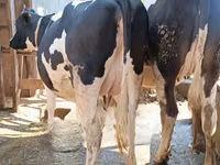 Ng'ombe jike, Banda la Holstein — picha 3