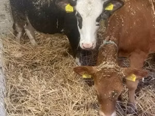 Ng'ombe jike, Banda la Holstein