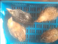 Chickens — photo 7