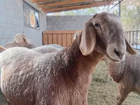 भेड़, Arashan sheep — फ़ोटो 4