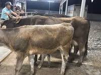 Ng'ombe jike, Ukrainian Brown Dairy Cattle — picha 3