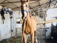 Mare, Russian Don — photo 6