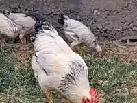 Chickens — picha 2