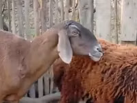 母羊, Hissar sheep — 照片 1
